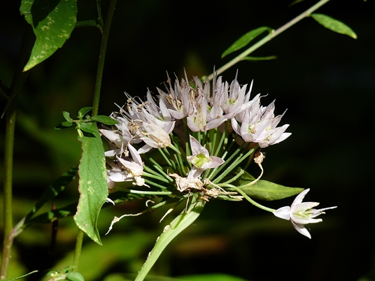 {Allium stellatum}